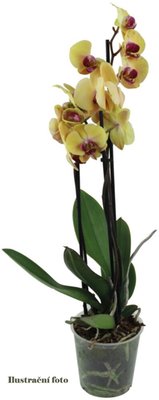 Obrázek Orchidea Phalaenopsis 2 výhony - květináč 12cm
