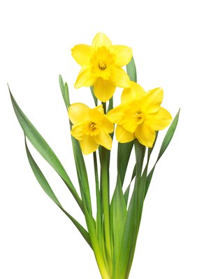 Obrázek Kytice Narcis