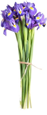 Obrázek Kytice Iris