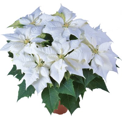 Obrázek Vánoční hvězda Princettia