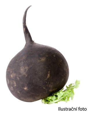 Obrázek Ředkev černá kulatá