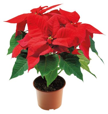 Obrázek Vánoční hvězda květináč 19cm