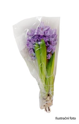 Obrázek Hyacinty řezané