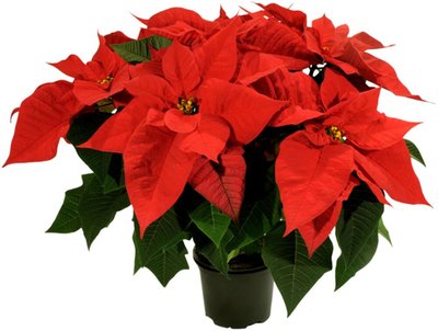 Obrázek Vánoční hvězda vícevýhonová