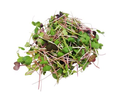 Obrázek Microgreens ředkvičky Mix 30g