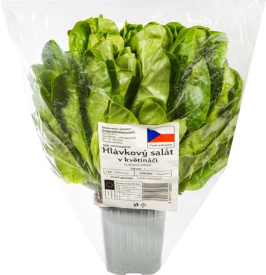 Obrázek Hlávkový salát v květináči