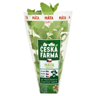 Obrázek ČF MÁTA KVĚTINÁČ 8CM, 6KS/KRT