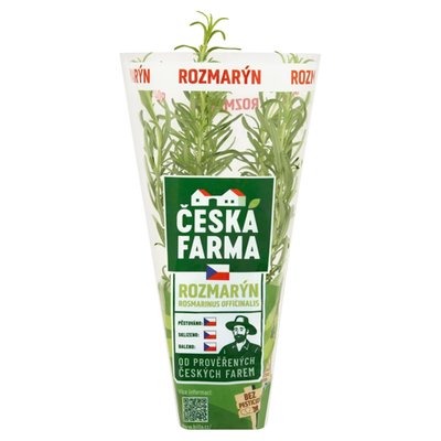 Obrázek ČF ROZMARÝN KVĚTINÁČ 8CM, 6KS/KRT