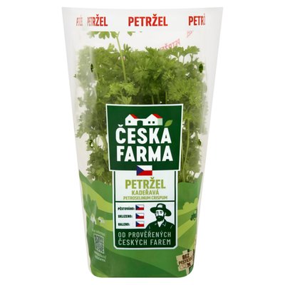 Obrázek ČF PETRŽEL KADEŘAVÁ KVĚTINÁČ 11C