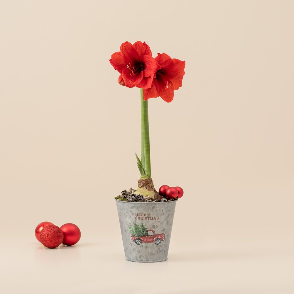 Greetz | Amaryllis in pot | Kerst auto