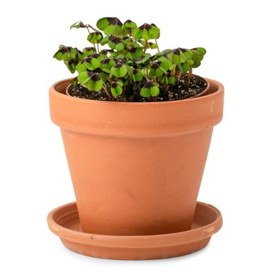 Oxalis plant in pot