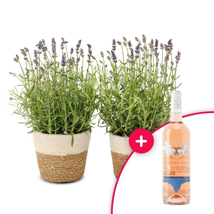 Lavendel planten | Incl manden | Dom Brial  Bikini Rozy Rosé