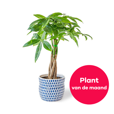 Pachira plant | Incl pot