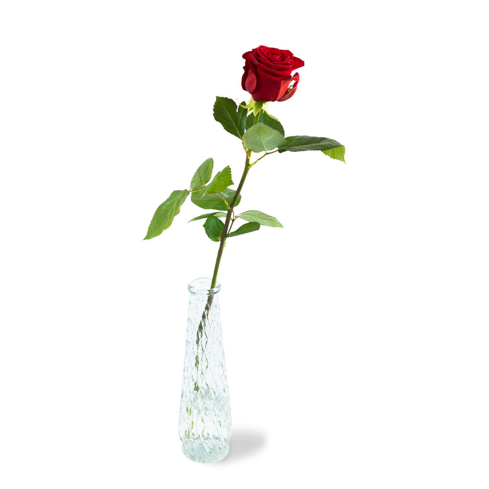 Greetz | Speciaal voor jou | Rode roos incl. vaas | Flowers