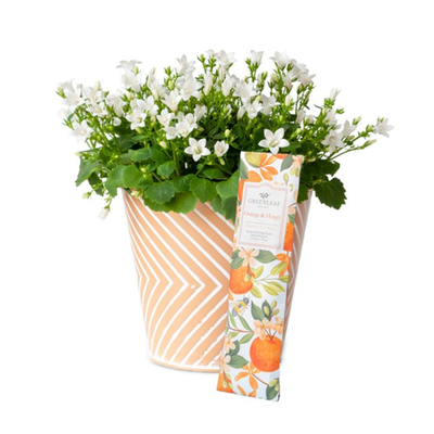 Campanula plant met geurzakje