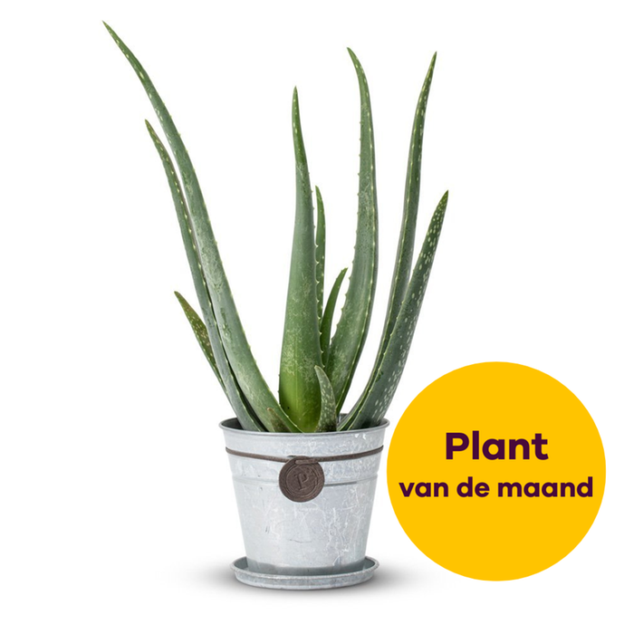 Aloë Vera plant (incl. emmer)