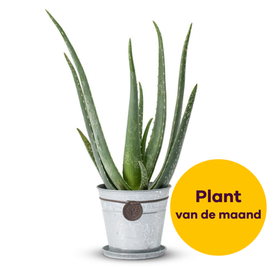Aloë Vera plant (incl. emmer)