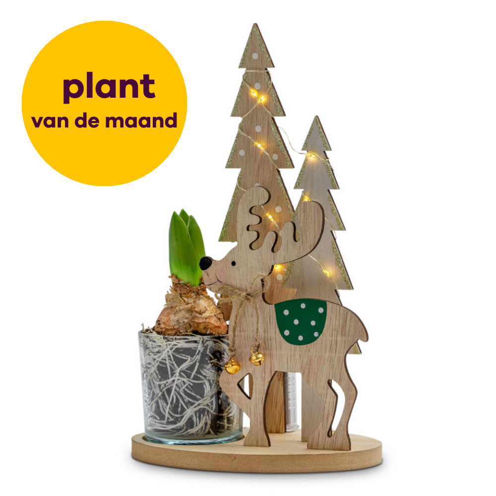 Greetz Hyacint Rendier met lichtjes Flowers