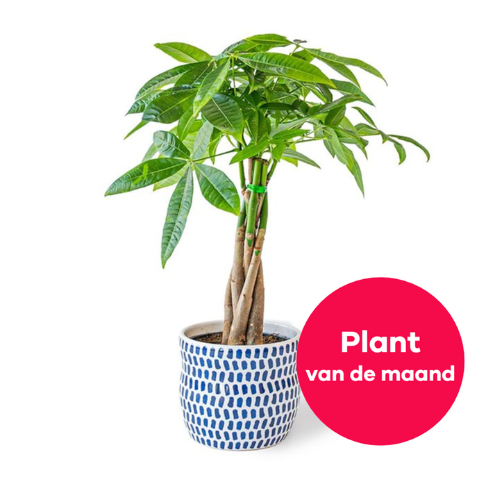 Pachira plant | Incl pot