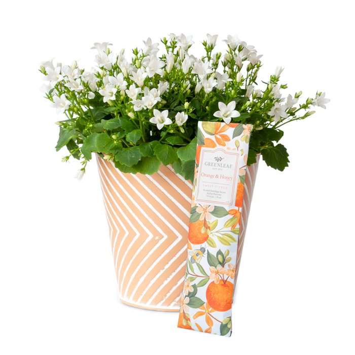 Campanula plant met geurzakje