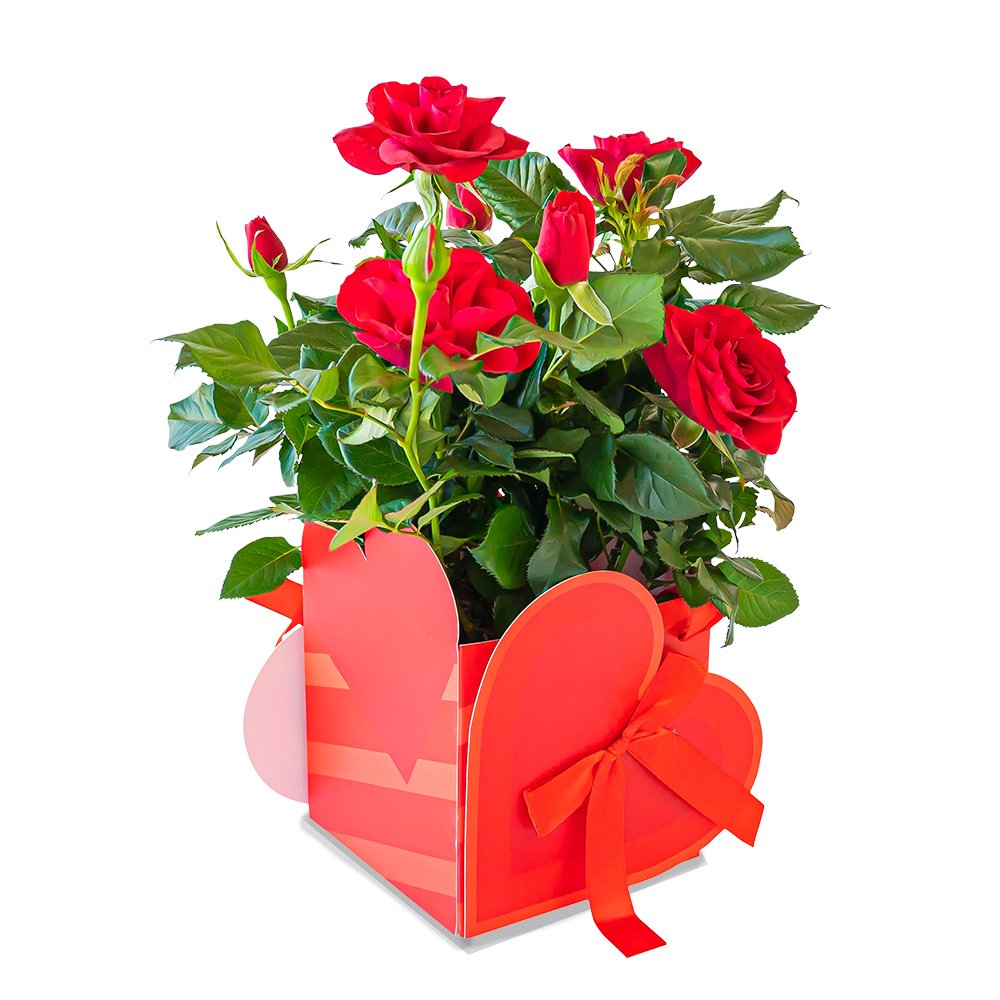 Greetz | Potroos liefde | Incl pot | Flowers