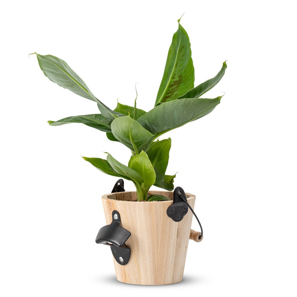 Greetz | Musa plant (incl. pot met bieropener)