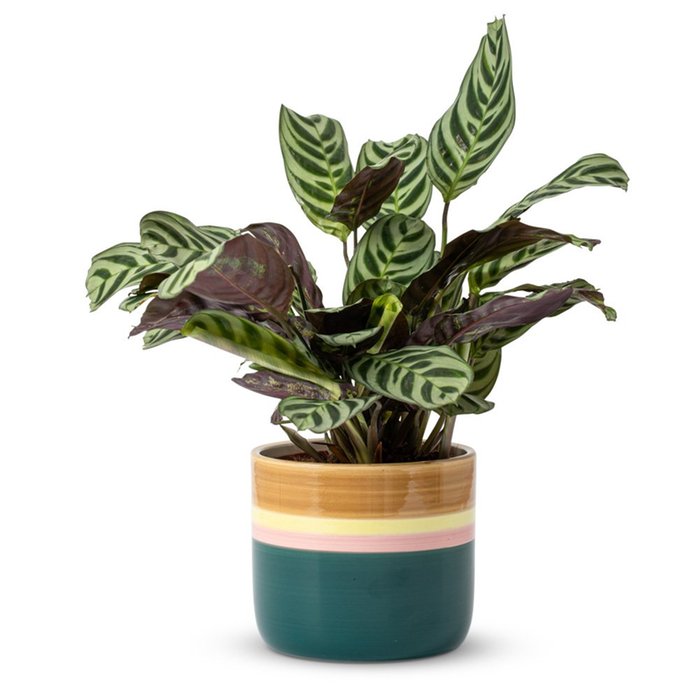 Ctenanthe plant (incl. pot)