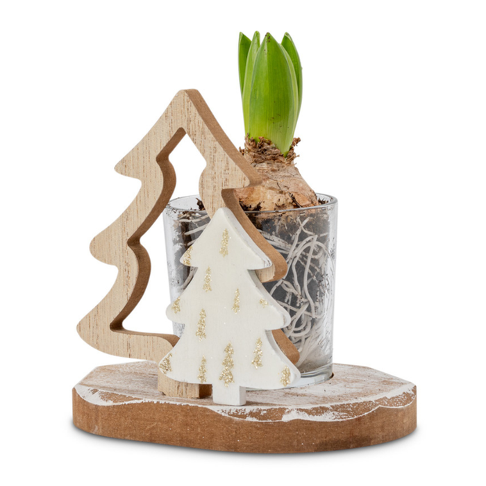 Hyacint | Wintergroen in hout