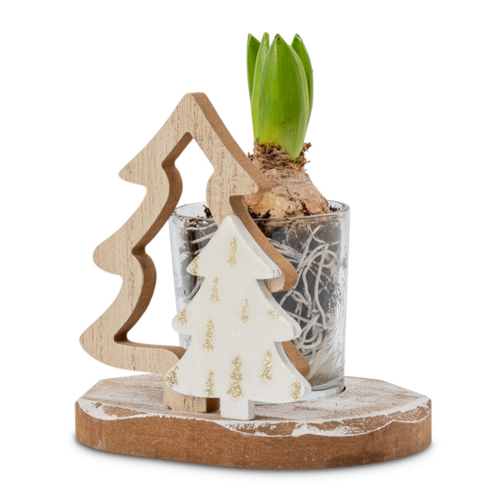 Greetz Hyacint Wintergroen in hout Flowers