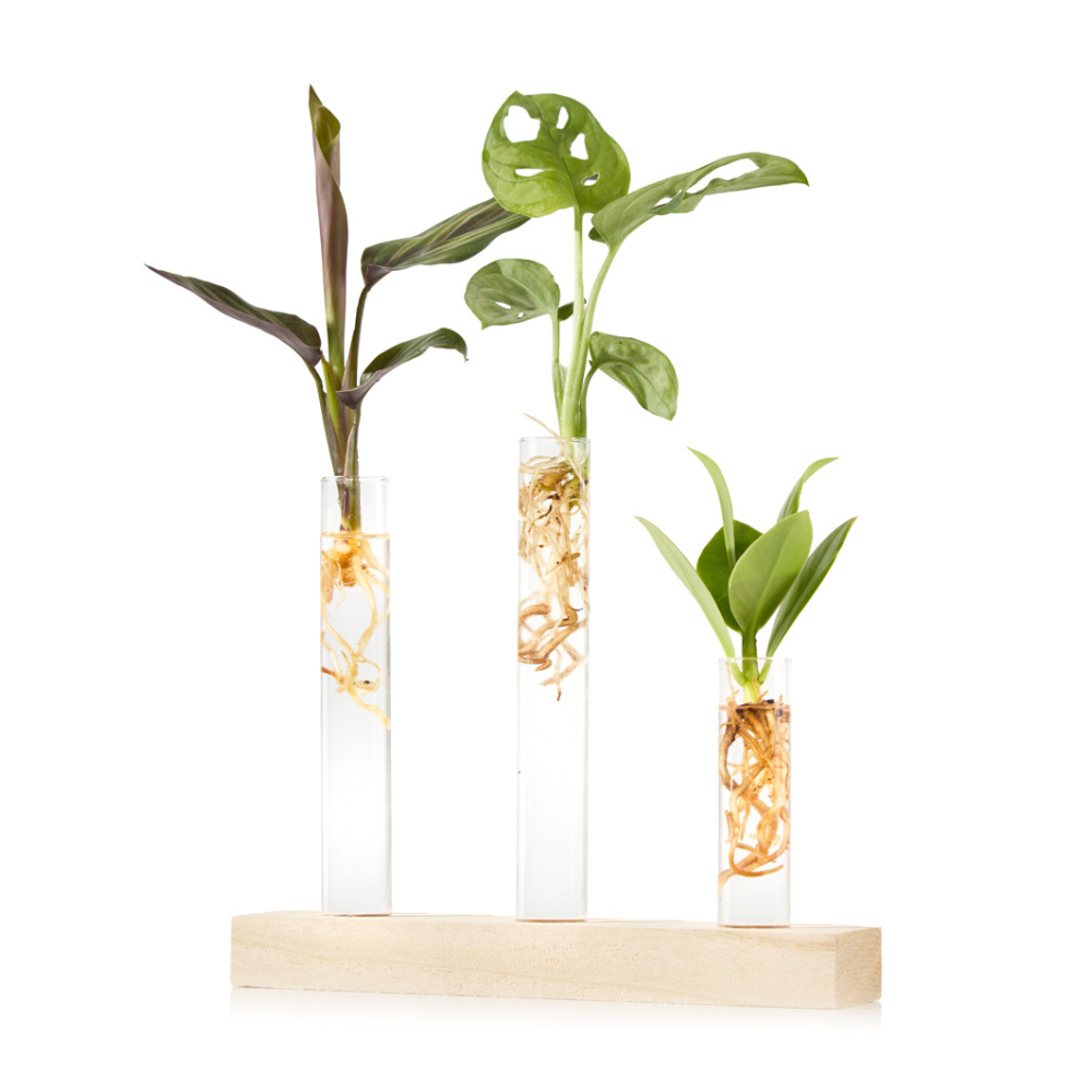 Brievenbus Plantjenstekjes Brievenbusbloemen Greetz