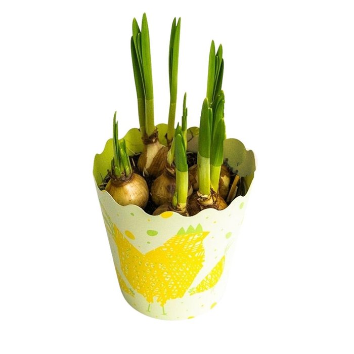 Plant Narcissen 