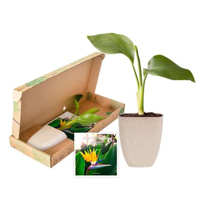 Brievenbus plant | Strelitzia boompje