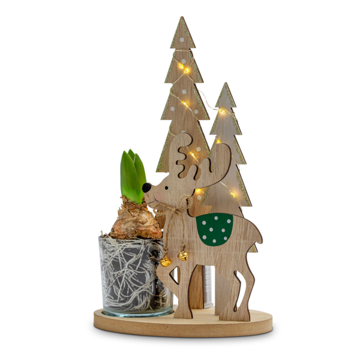 Hyacint | Rendier met lichtjes