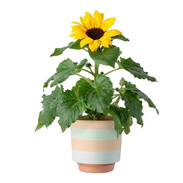 Zonnebloem in pot