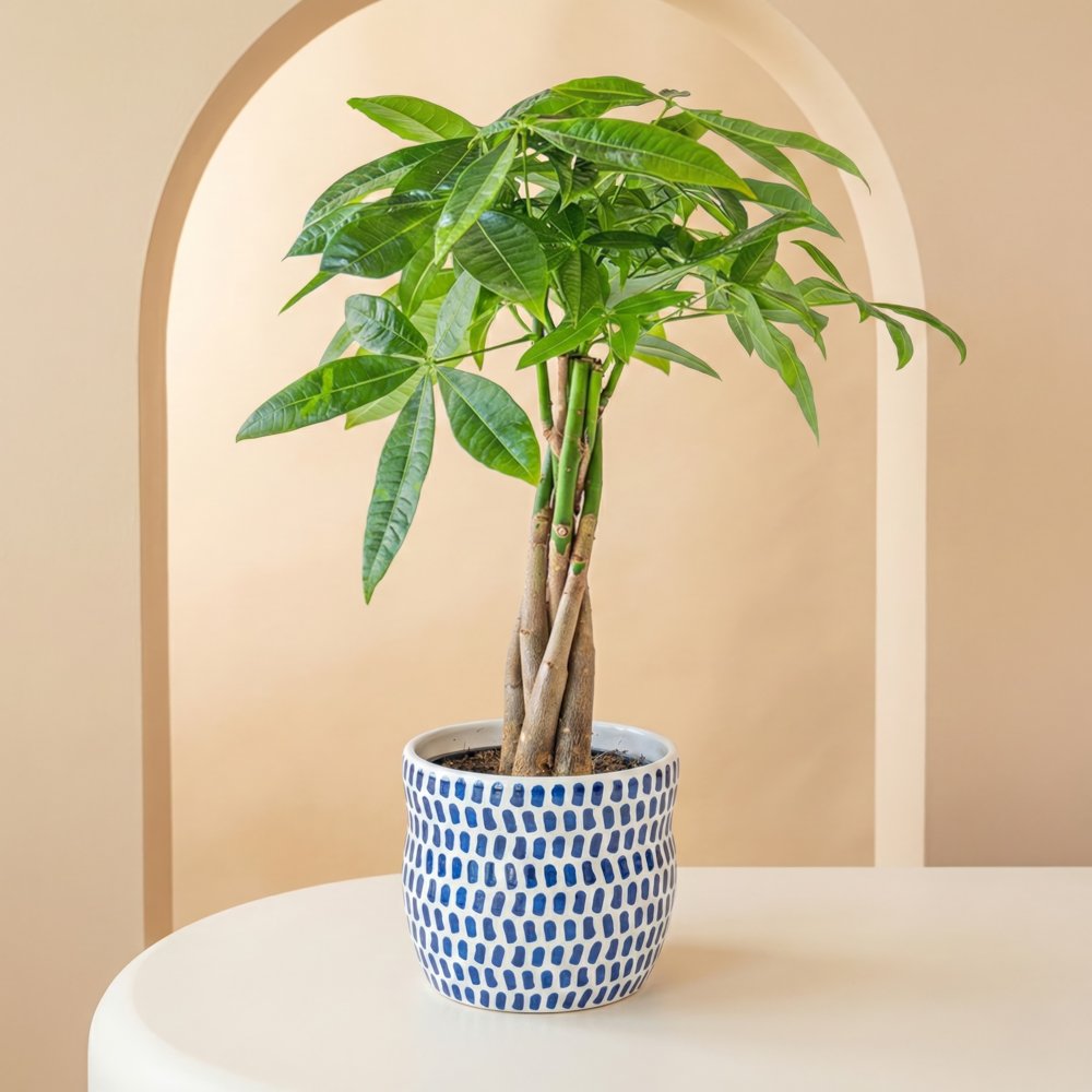 Geldboom plant Pachira Incl. pot Bloemen Greetz