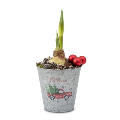 Amaryllis in pot | Kerst auto