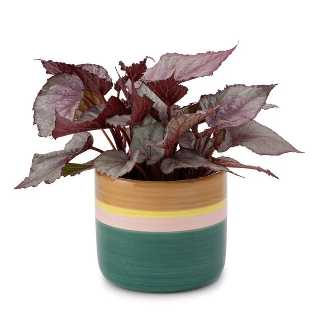  Begonia plant | Incl pot 