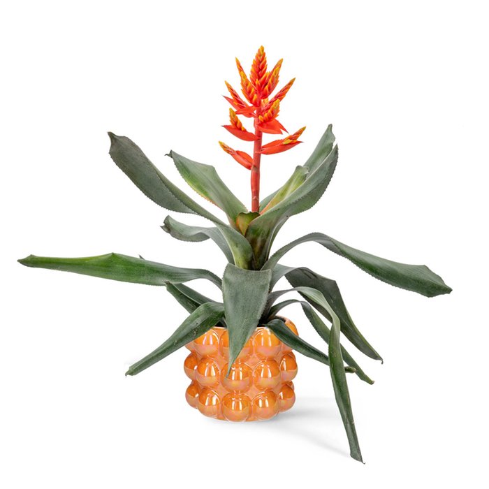 Bromelia plant | Inclusief pot