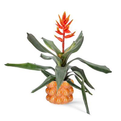 Bromelia plant | Inclusief pot