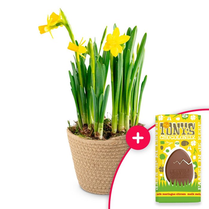Narcissen plant | Tony's Chocolonely paasreep 180g
