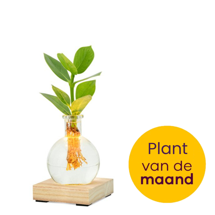 Plant | Jij bent mijn lichtpuntje