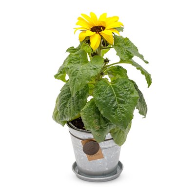 Zonnebloem in zinken pot