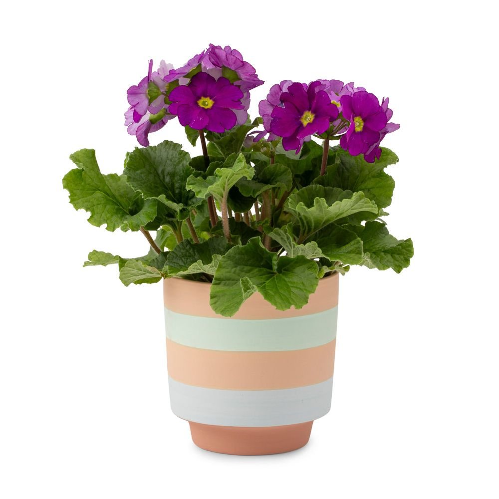 Greetz | Primula plant | Incl. pot