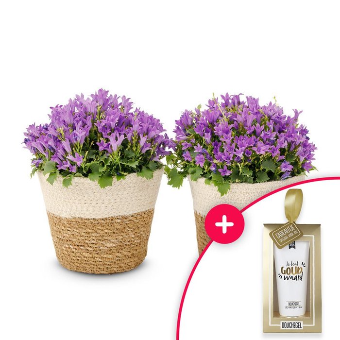 Campanula planten | Incl manden | Douchegel | Jij bent goud waard!