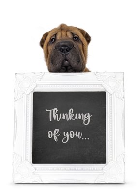 Catchy Images | Denken aan kaart | hondje