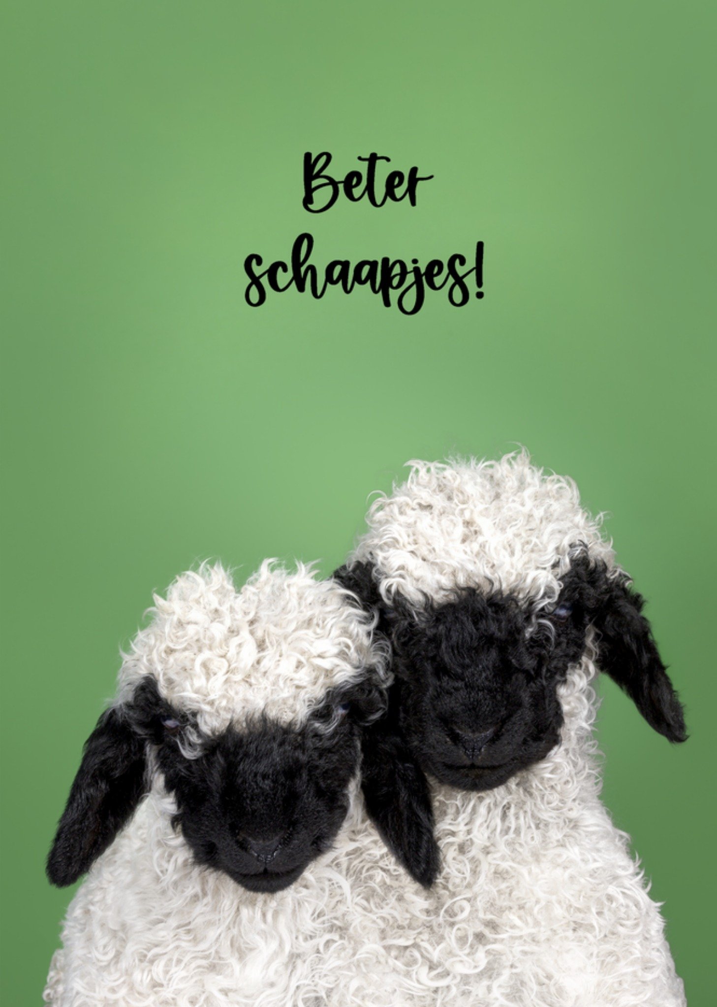 Beterschapskaart Schaapjes Kaart Catchy Images