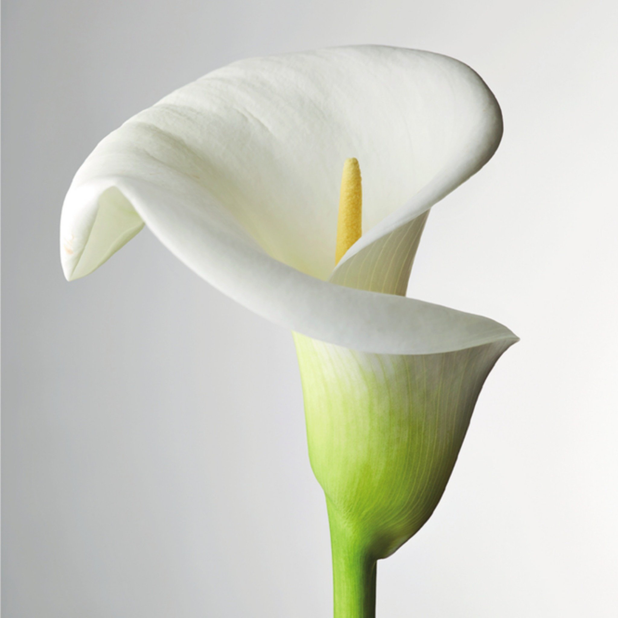 Greetz Condoleancekaart bloem Vierkant