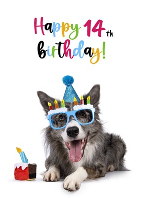 Hond Met Feestbril 14e Verjaardag Kaart
