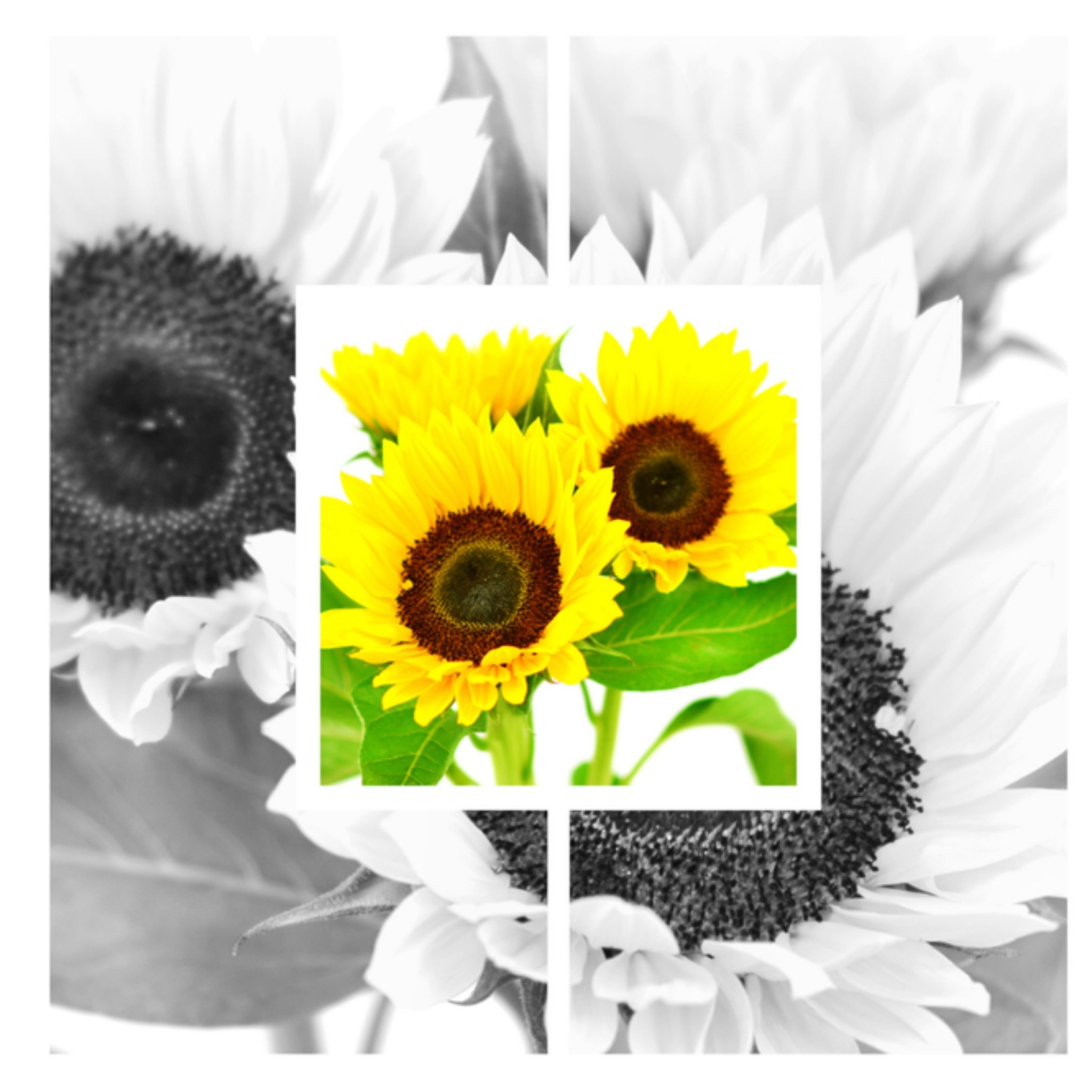 Greetz Zonnebloemen in kleur en zwartwit Vierkant