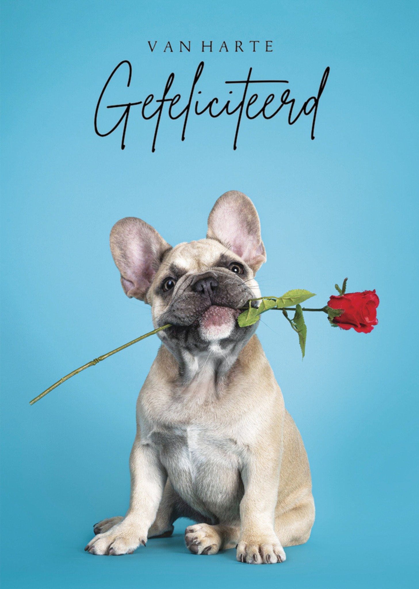 Verjaardagskaart Van Harte Gefeliciteerd French Bulldog Kaart Catchy Images